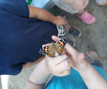 Vi pratar om hur fjärilar lever och äter.